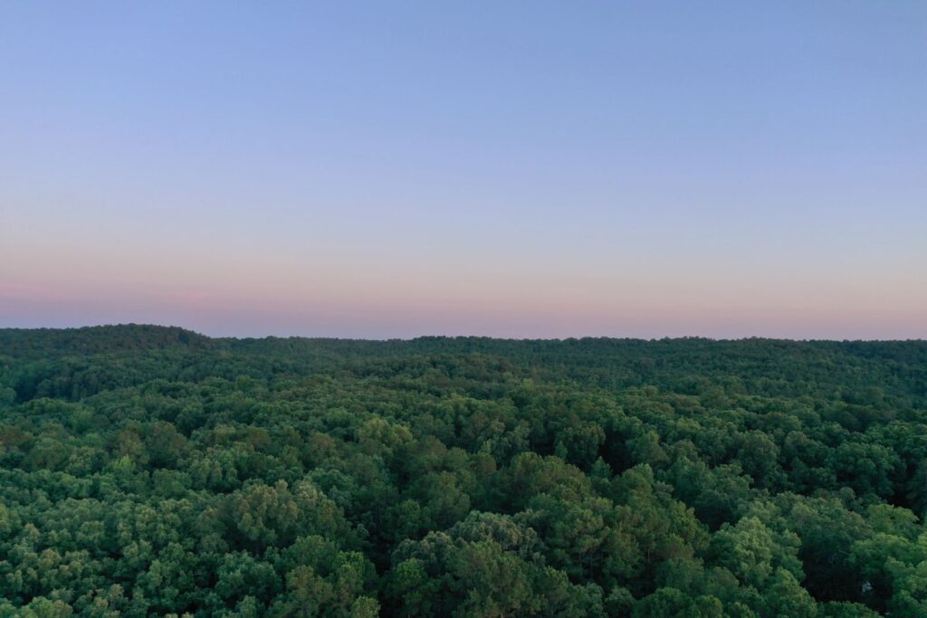 Những hàng cây trong rừng tại Benton, Arkansas