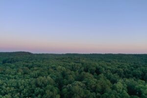 Những hàng cây trong rừng tại Benton, Arkansas