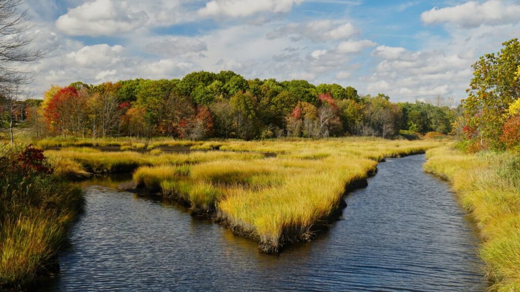 Dòng suối dưới hàng cây mùa thu ở West Haven, Connecticut